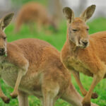 zwei Kangaroos beobachten uns