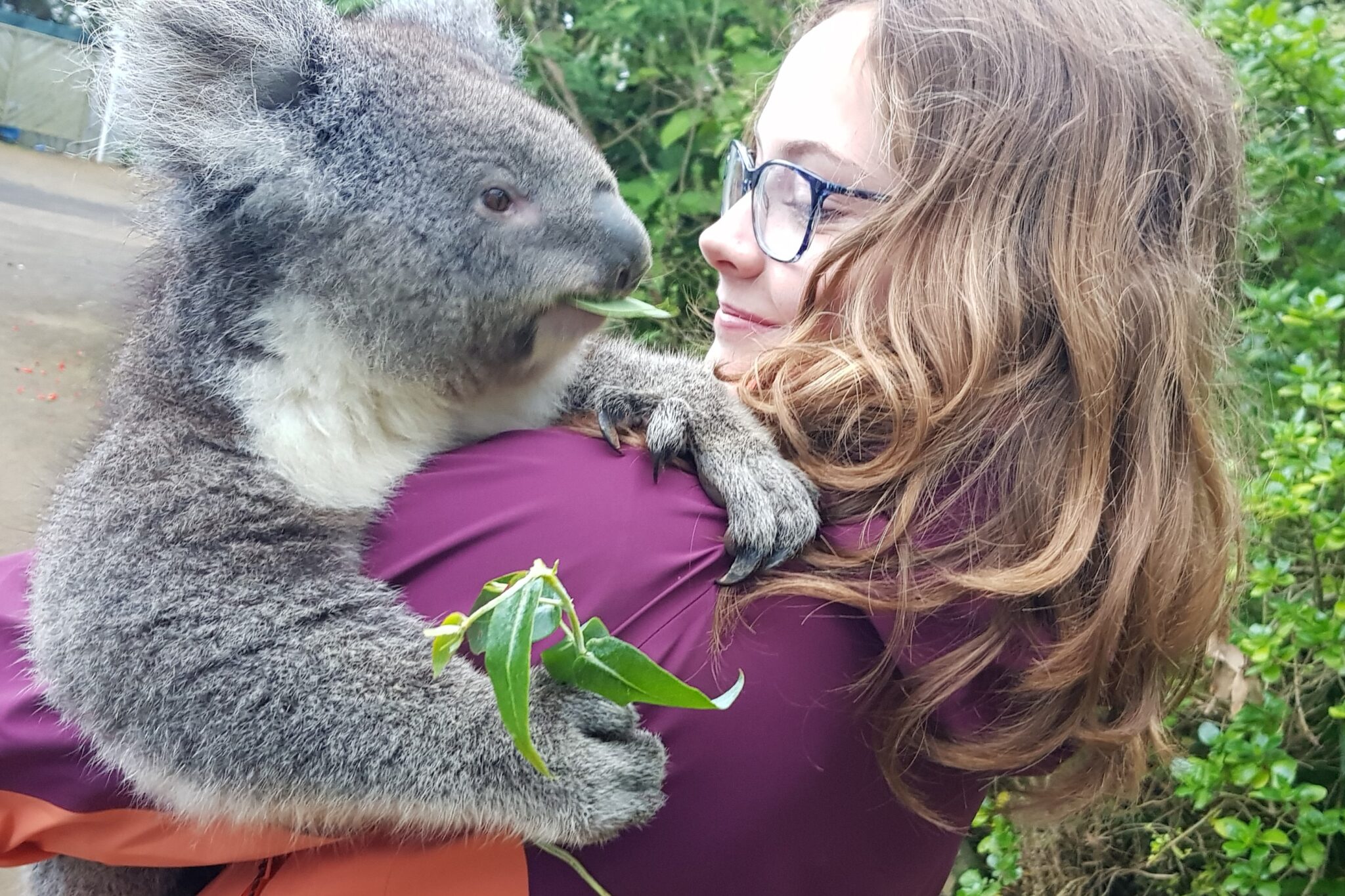 süsser Koala auf dem Arm von Angela