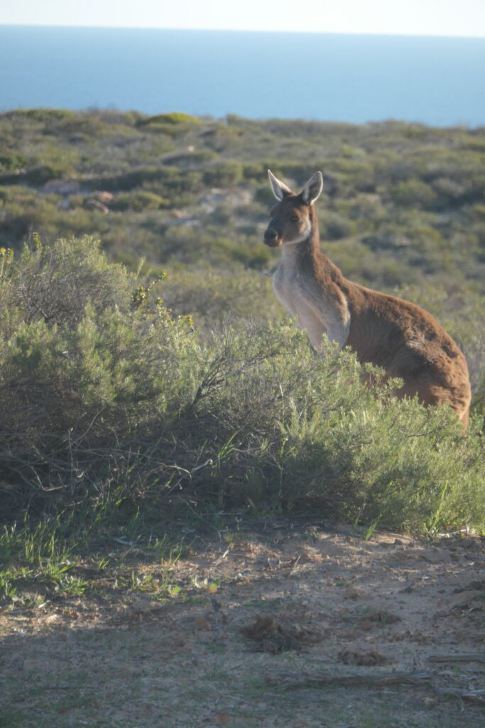 Neugieriges Kangaroo im Kalbarri National Park