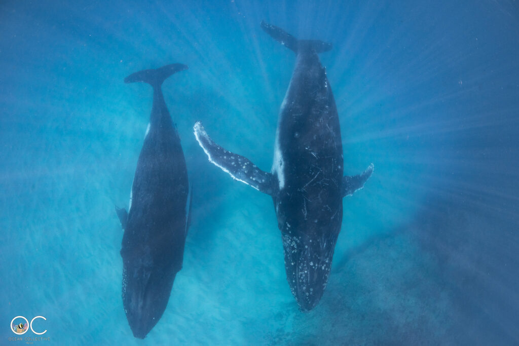 Schnorchelausflug Ningaloo Reef mit Humbackwhale