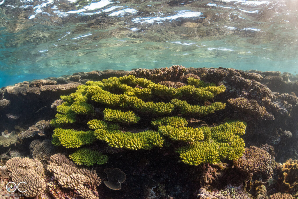 Schnorchelausflug Ningaloo Reef