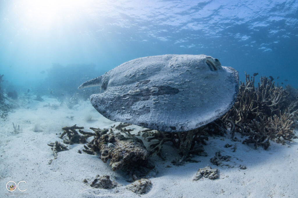 Schnorchelausflug Ningaloo Reef mit Schildkröte